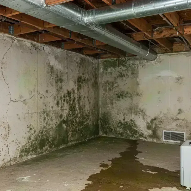 Professional Mold Removal in Whitfield, FL